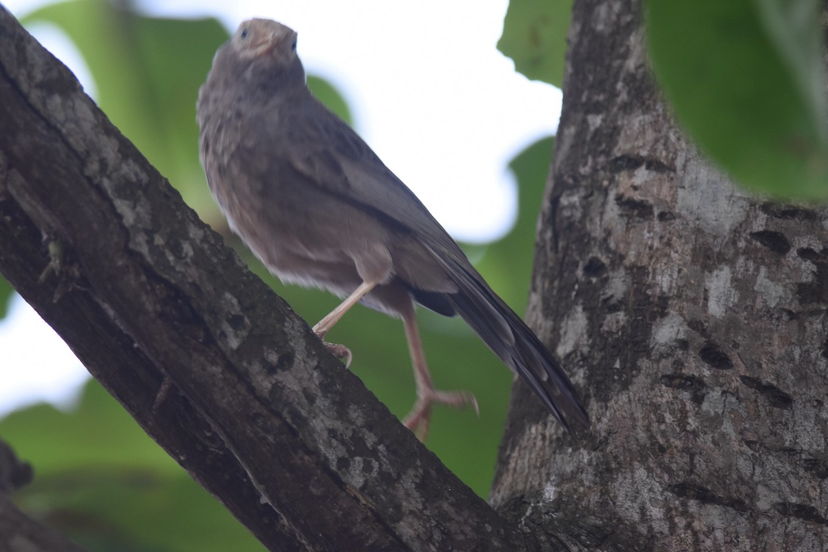 Yellow-billed Babbler - ML624581724