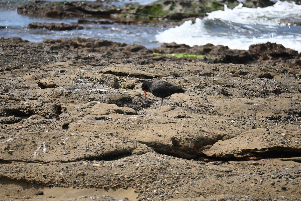 Sooty Oystercatcher - ML624581725