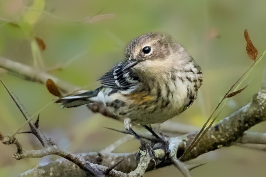 Yellow-rumped Warbler - ML624581726