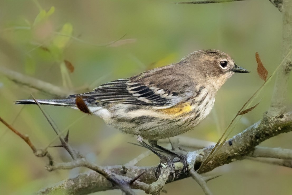 Yellow-rumped Warbler - ML624581727