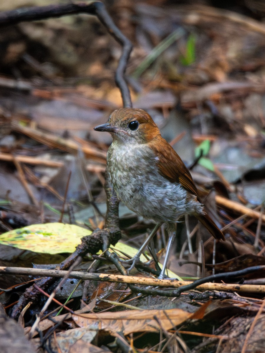 Okinawa Robin - ML624581740