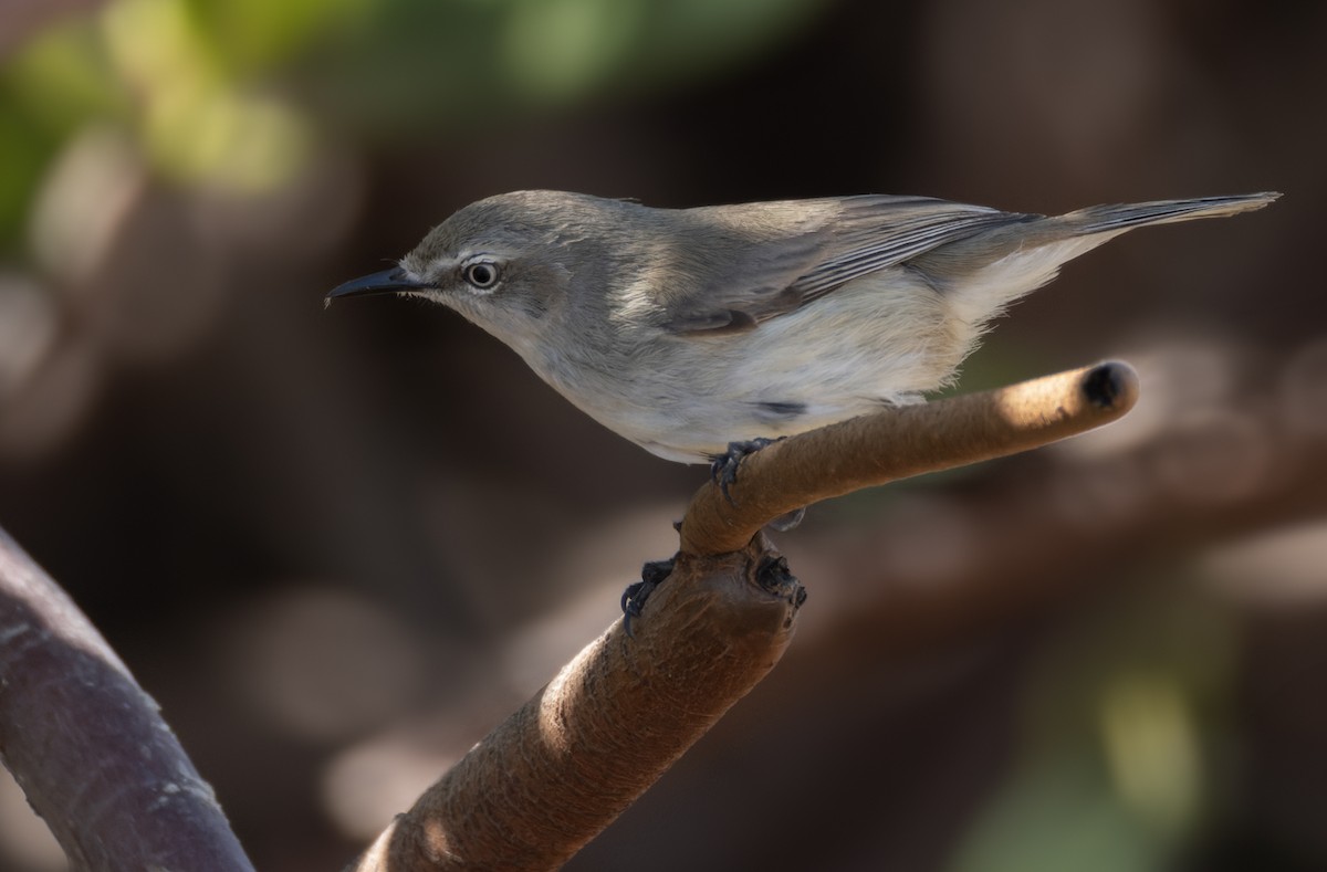 Dusky Gerygone - ML624581795