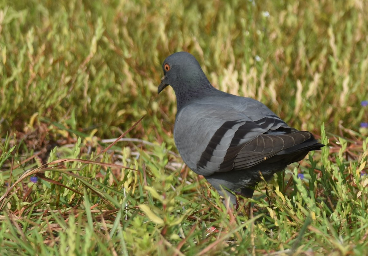 Rock Pigeon (Feral Pigeon) - ML624581811