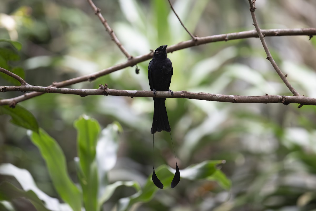 Drongo à raquettes - ML624581829