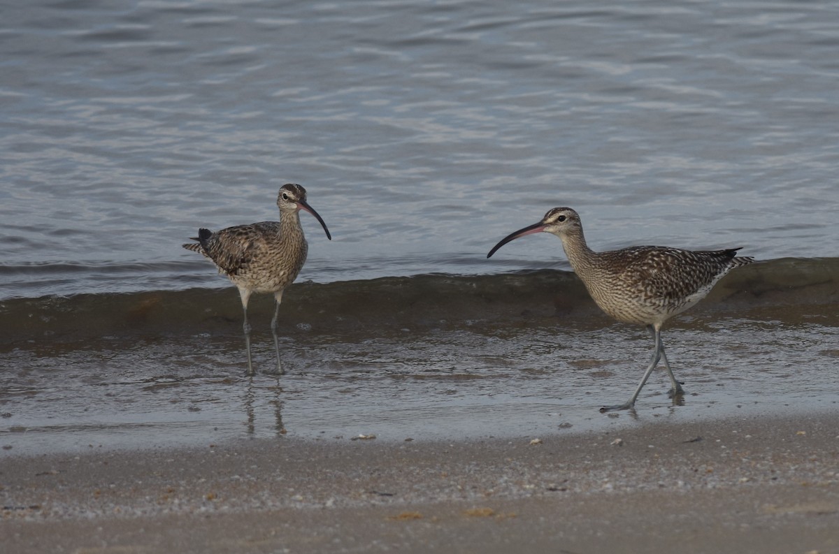 Whimbrel - ML624581831