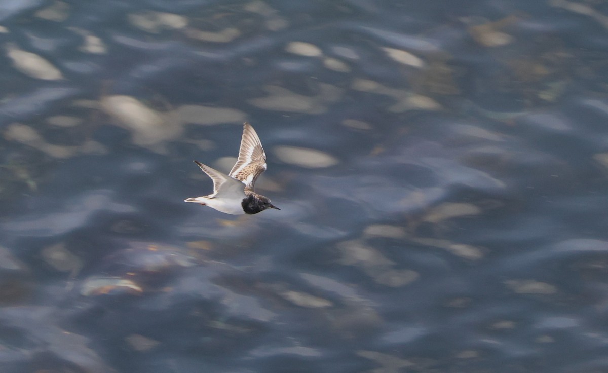 Ruddy Turnstone - ML624581839