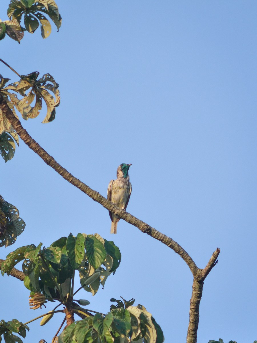 Bare-throated Bellbird - ML624581867