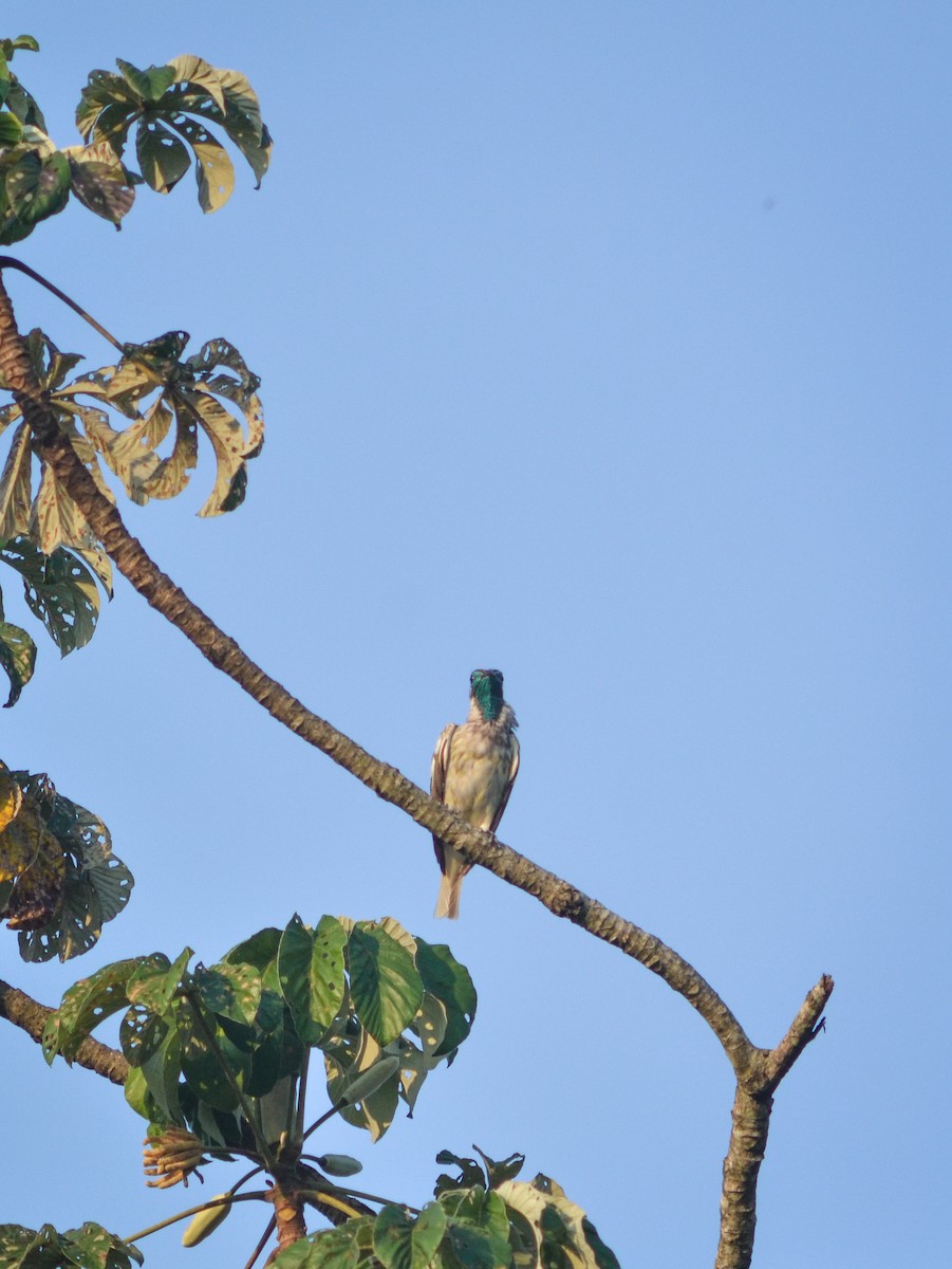 Bare-throated Bellbird - ML624581868