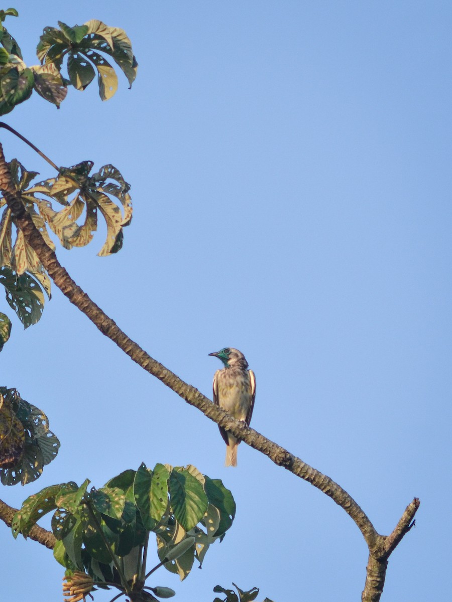 Bare-throated Bellbird - ML624581869