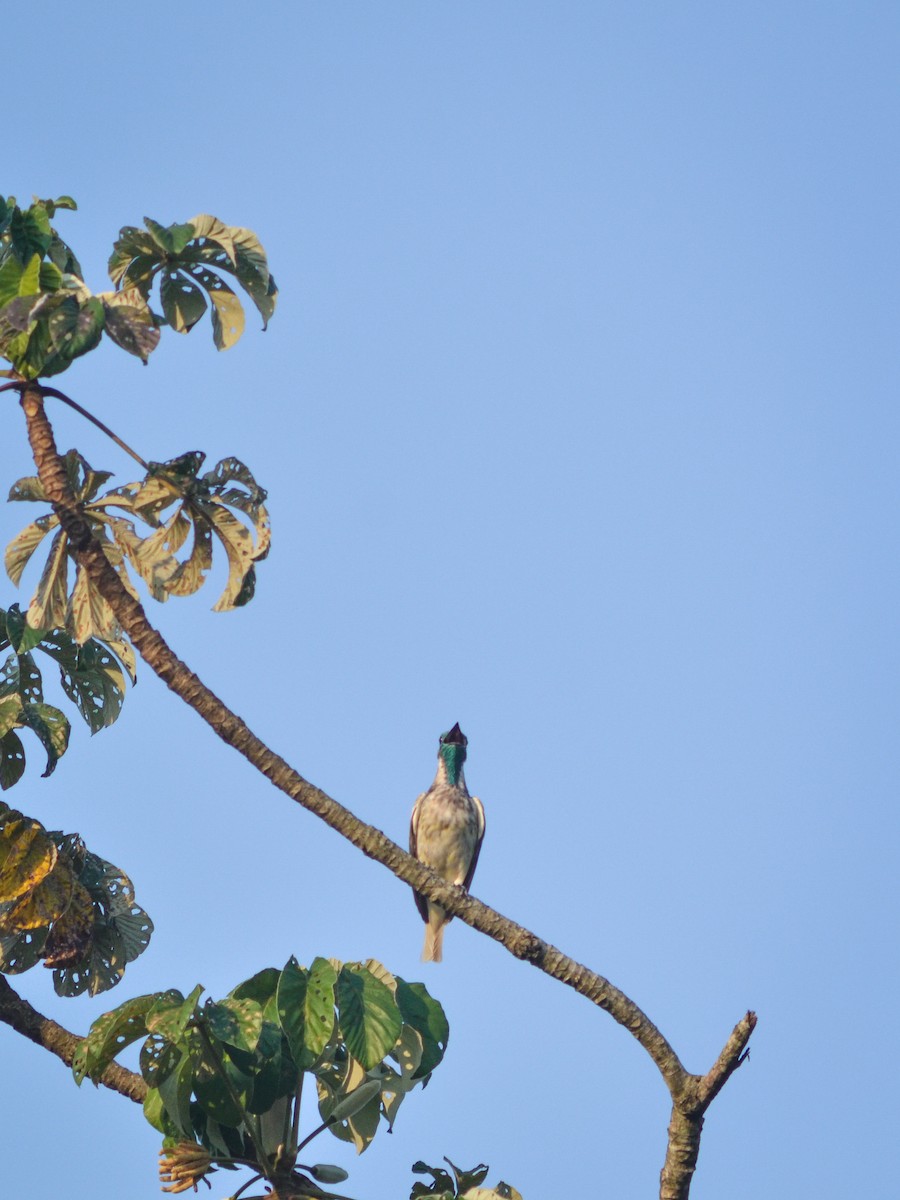 Bare-throated Bellbird - ML624581870