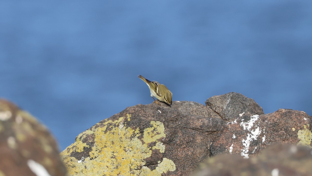 Yellow-browed Warbler - Simon Pinder