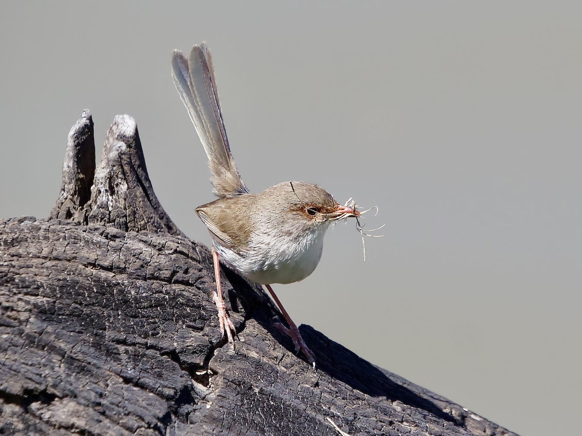 Superb Fairywren - ML624581885