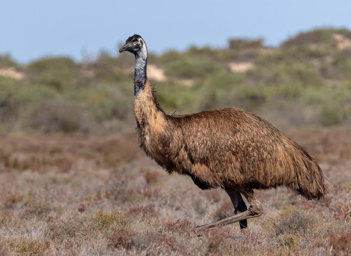 Emu - Lars Petersson | My World of Bird Photography