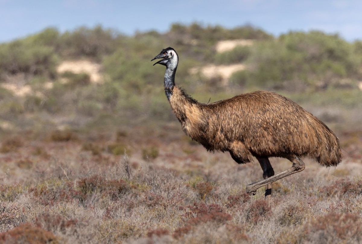 emu hnědý - ML624581895