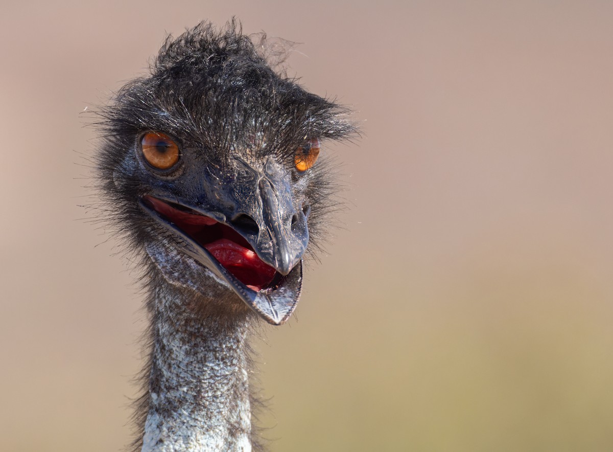 Emu - Lars Petersson | My World of Bird Photography