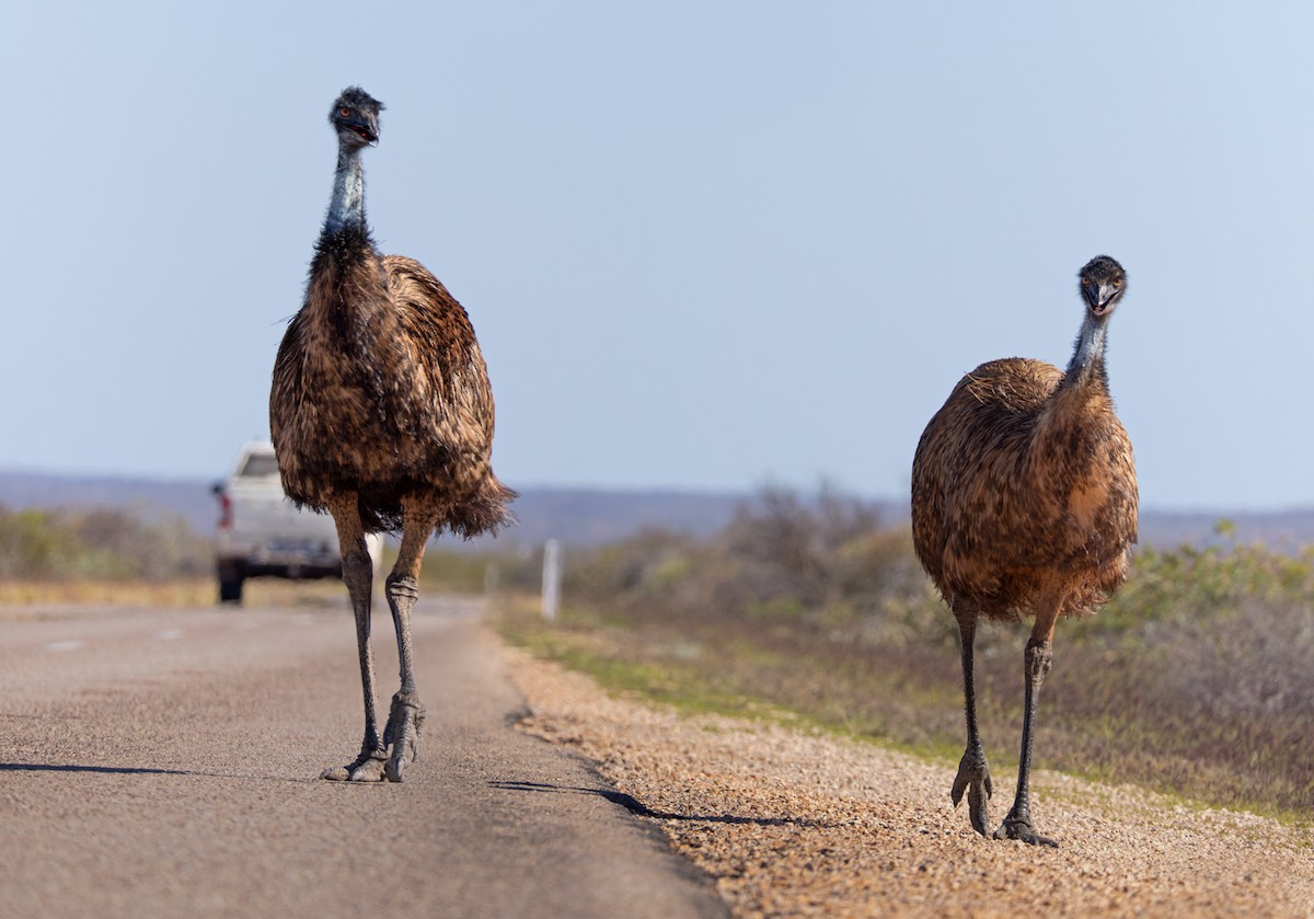 emu hnědý - ML624581900