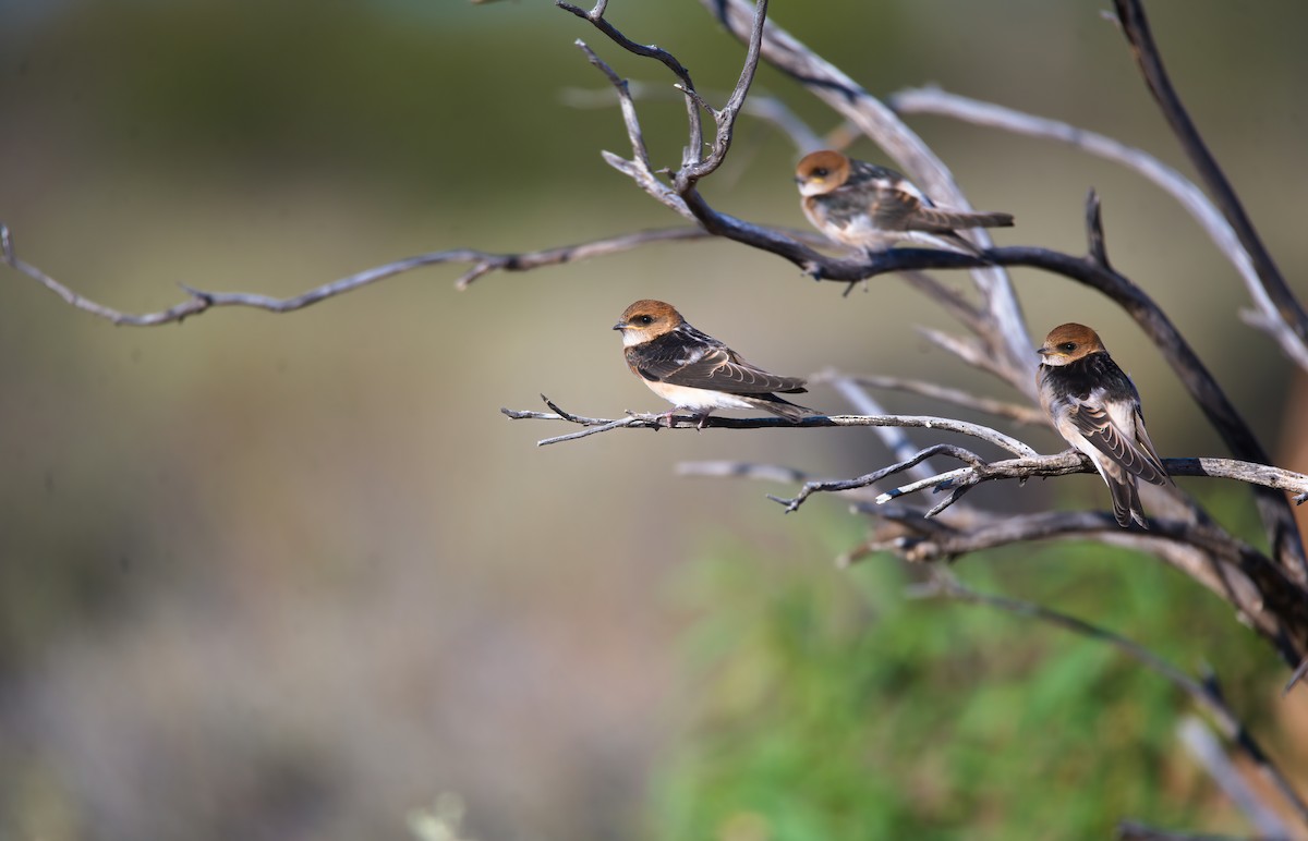 Fairy Martin - ML624581937