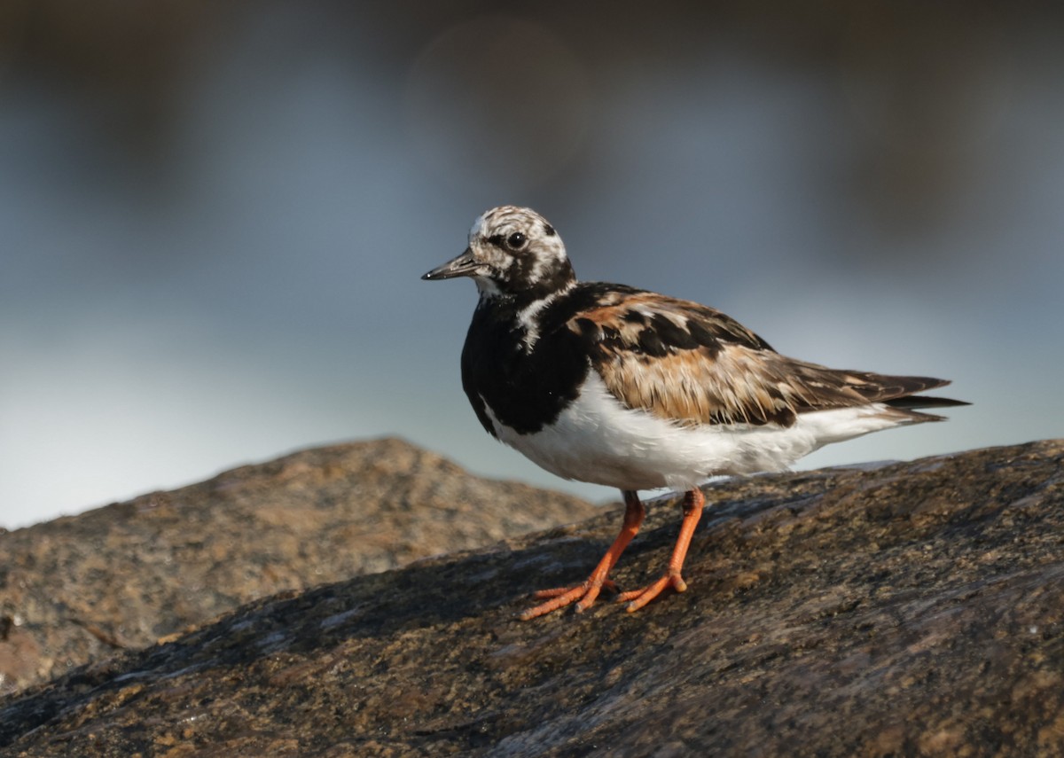 Ruddy Turnstone - Ruven Schoeman