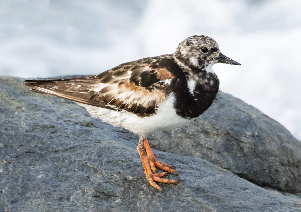 Ruddy Turnstone - ML624581956