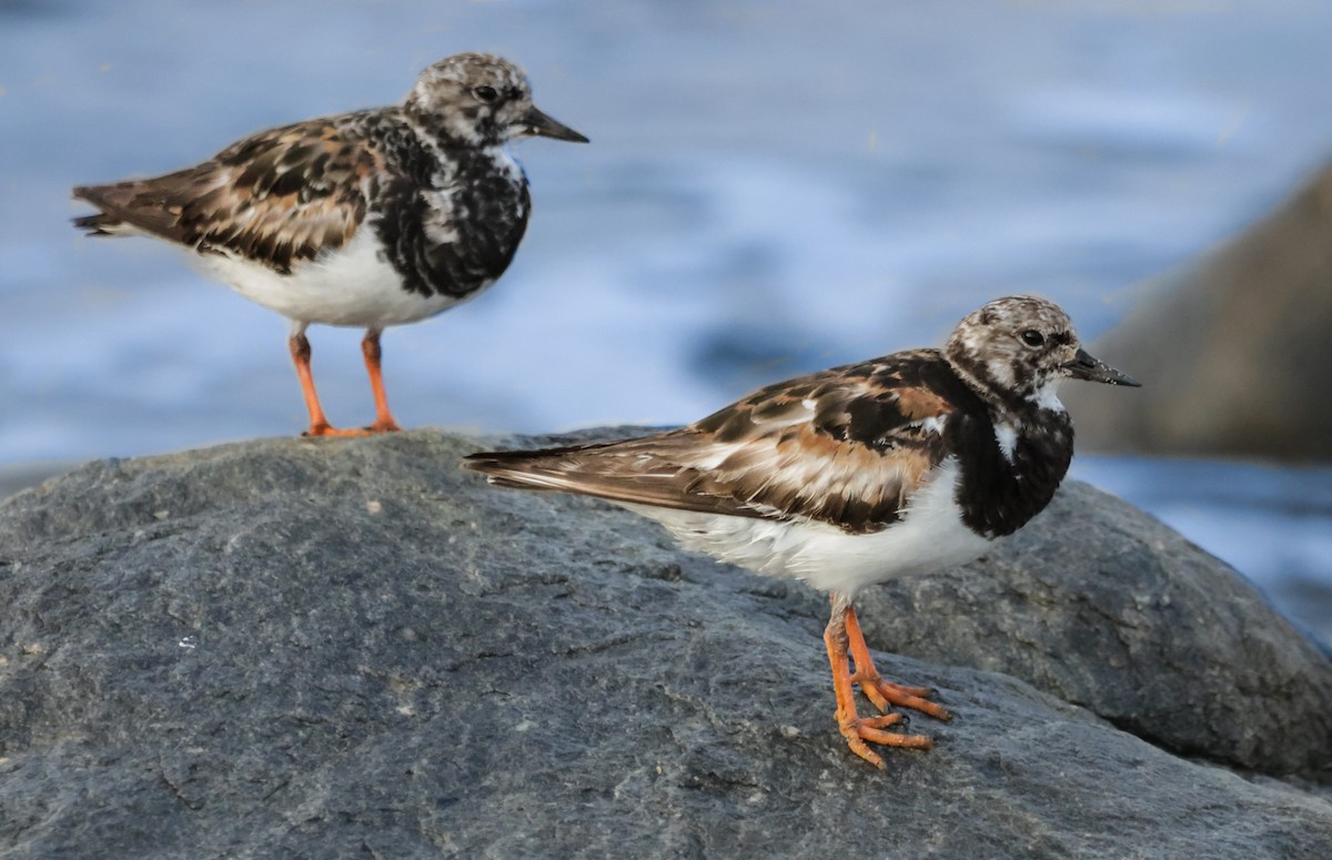 Ruddy Turnstone - ML624581957