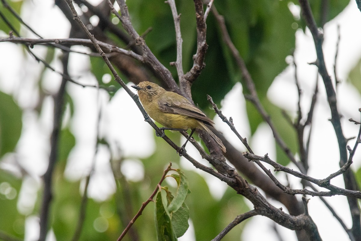 Yellow Thornbill - ML624581969