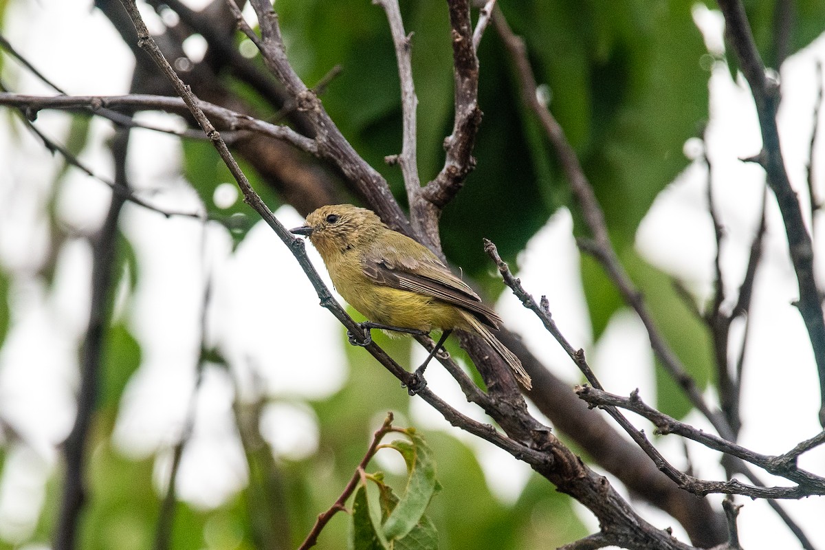 Yellow Thornbill - ML624581970