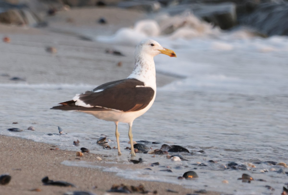 Kelp Gull - ML624581979