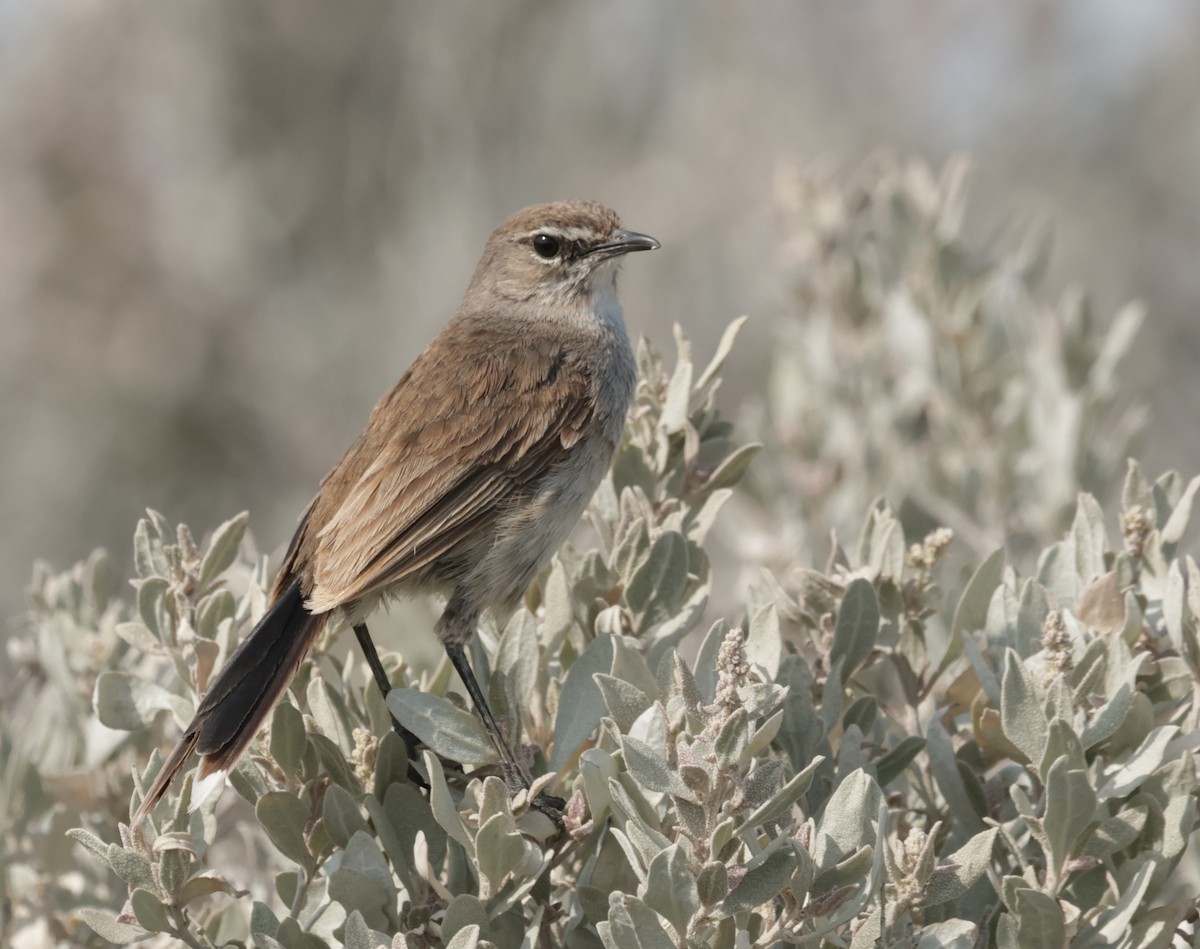 Karoo Scrub-Robin - ML624581985