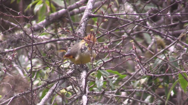 Chestnut-tailed Minla - ML624582007
