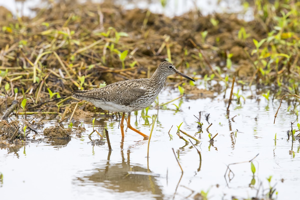 Common Redshank - ML624582009