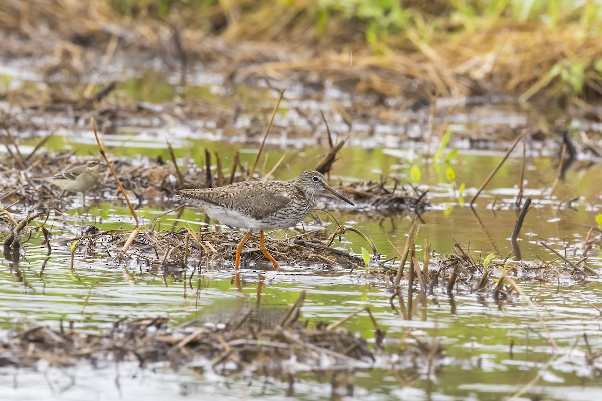 Common Redshank - ML624582010