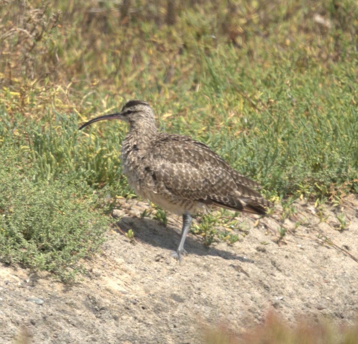 Whimbrel - ML624582014