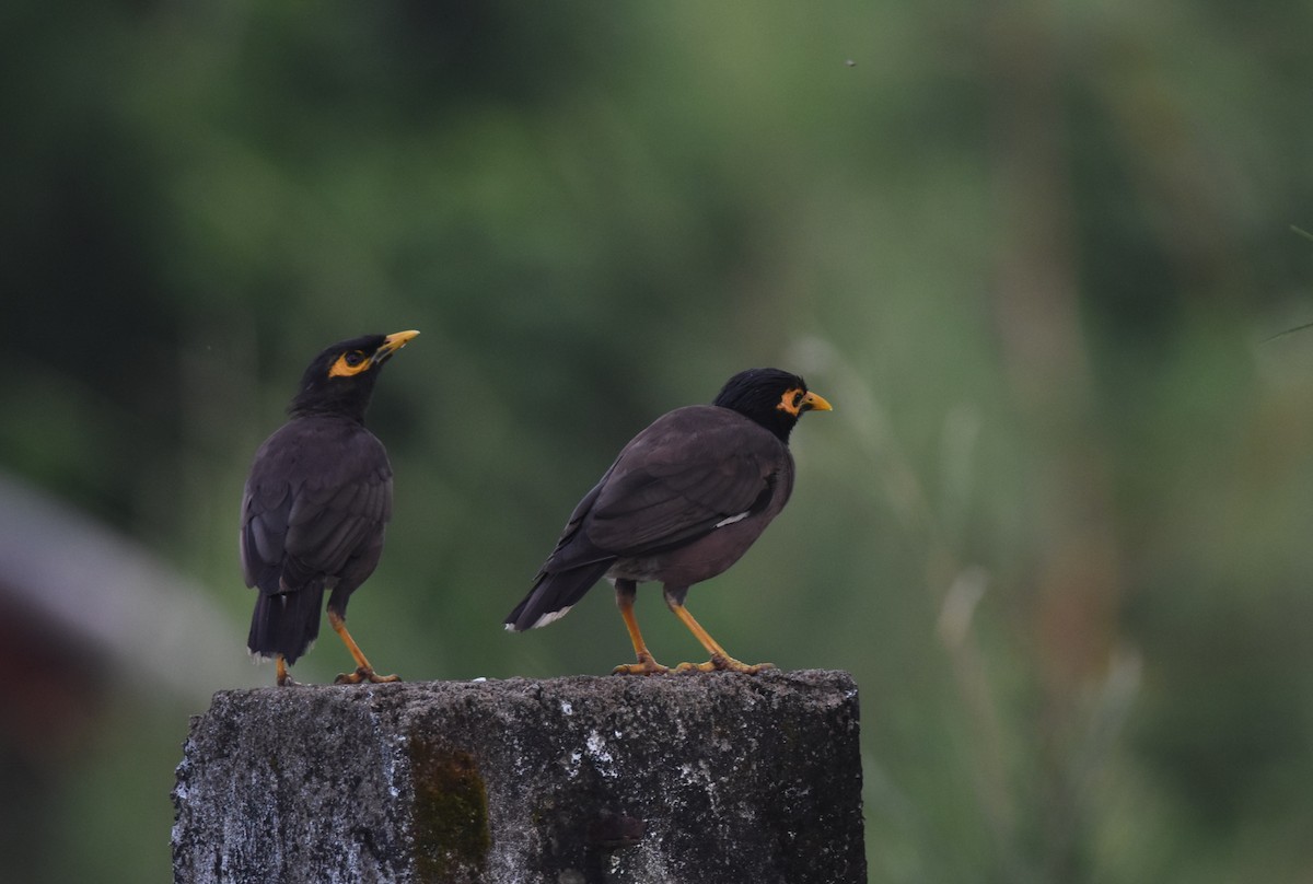 Common Myna - ML624582017