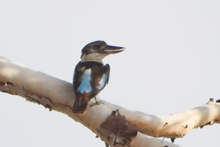 Blue-winged Kookaburra - stephen johnson  🦜