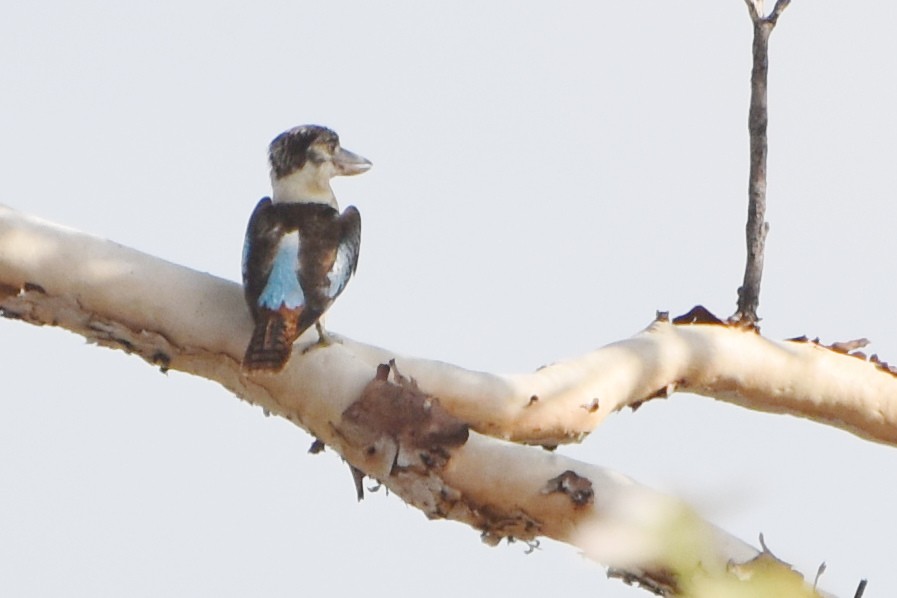 Blue-winged Kookaburra - stephen johnson  🦜