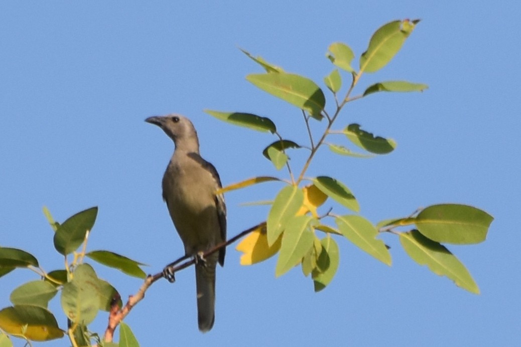 Great Bowerbird - ML624582027