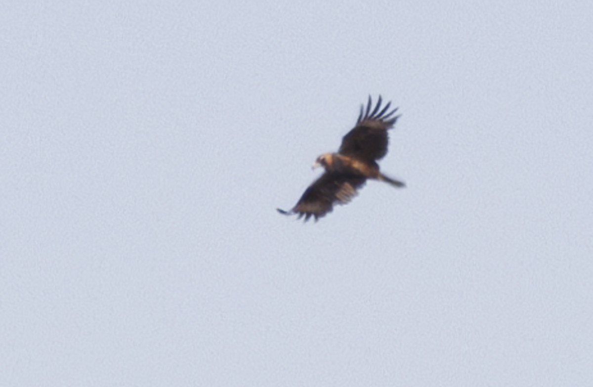 Black-breasted Kite - ML624582050