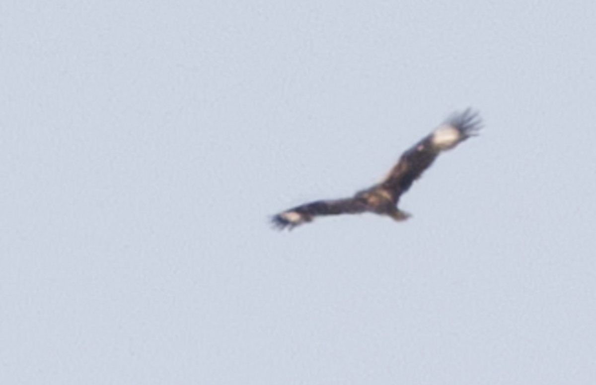 Black-breasted Kite - ML624582051