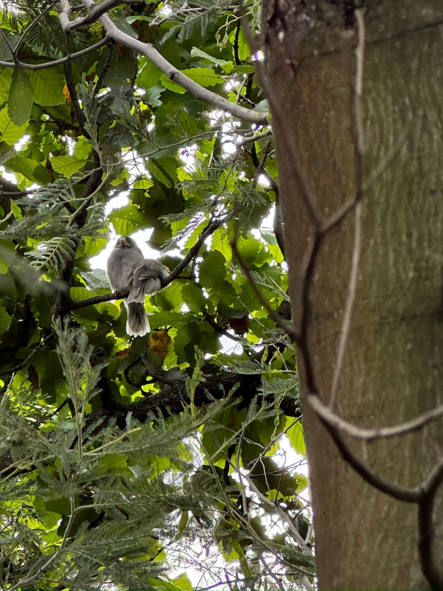 Noisy Miner - ML624582052