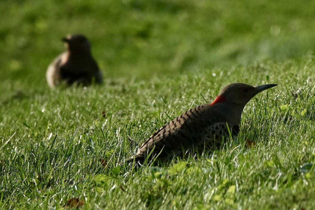 Northern Flicker - ML624582053