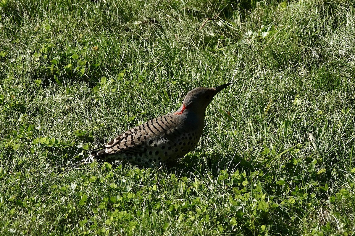 Northern Flicker - ML624582054