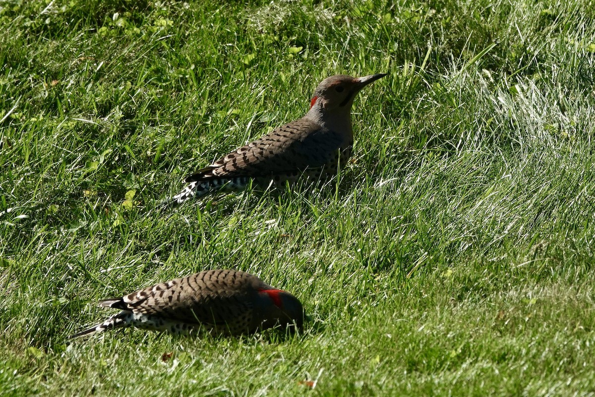 Northern Flicker - ML624582055