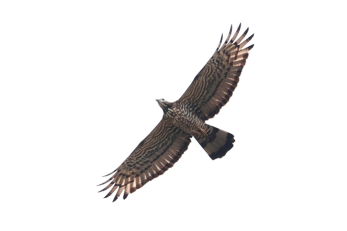 Oriental Honey-buzzard - ML624582056