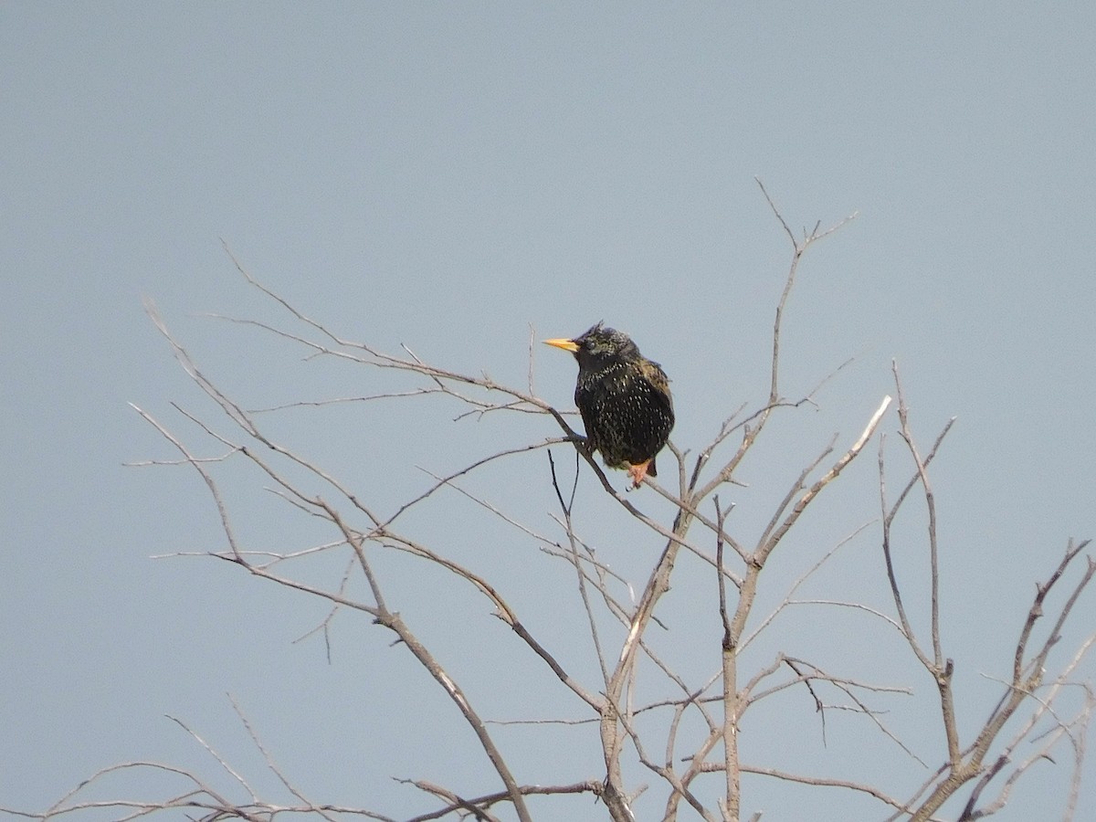 European Starling - George Vaughan