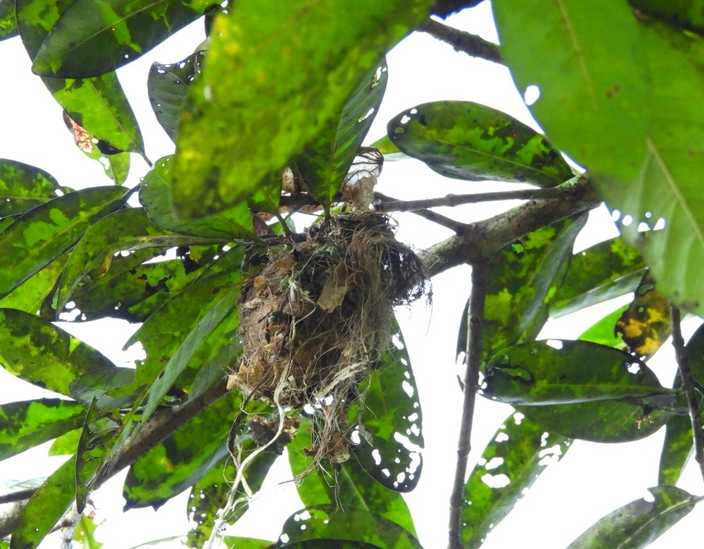 Purple-rumped Sunbird - ML624582059