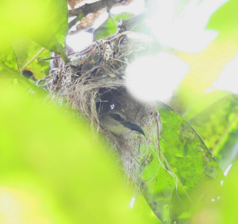 Purple-rumped Sunbird - ML624582060