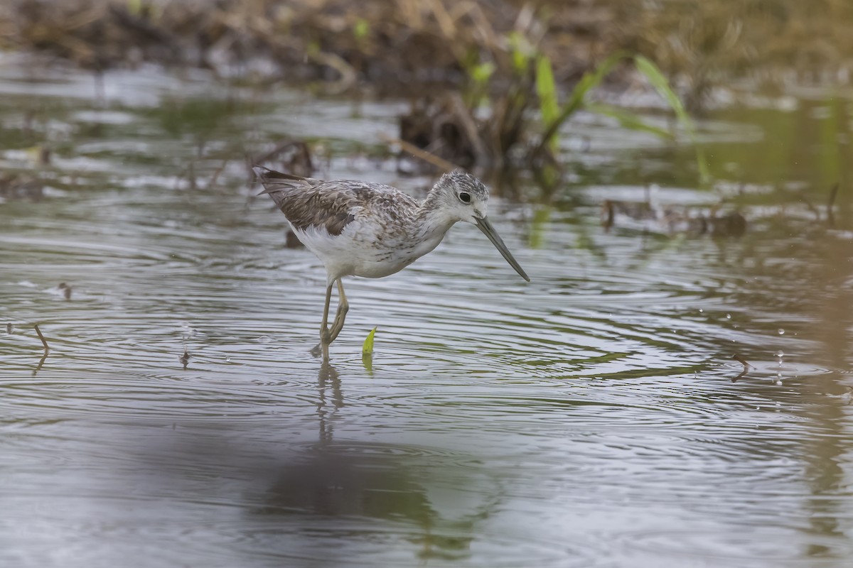 Common Greenshank - Hugo Cobos