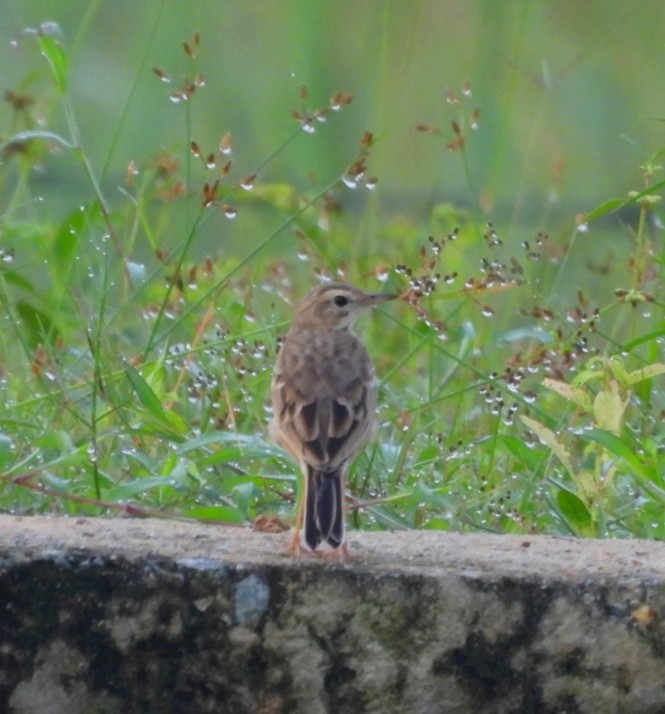 Paddyfield Pipit - ML624582073