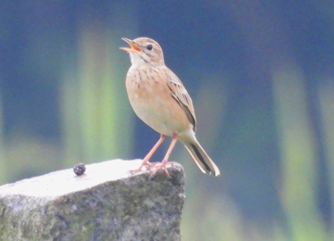 Paddyfield Pipit - ML624582074