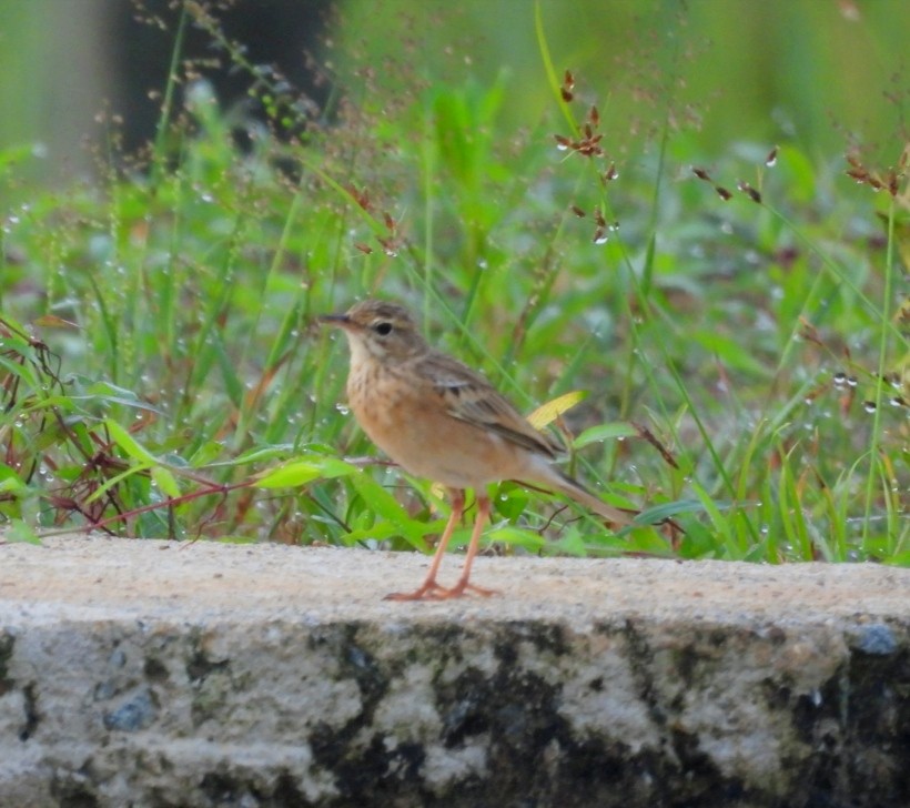 Paddyfield Pipit - ML624582075